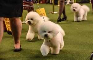 Bichon Frise