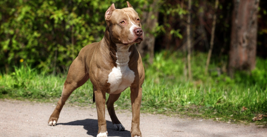 The Best Pit Bull Diet: How to Properly Feed Them