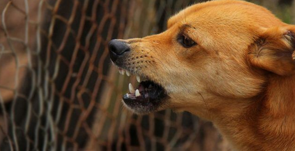 Neighbors Beat up Mumbai Woman over the Barking of a Pet Dog.