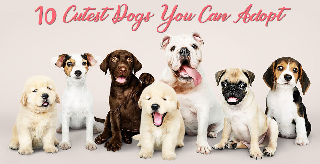 10 Cutest Dogs You Can Adopt