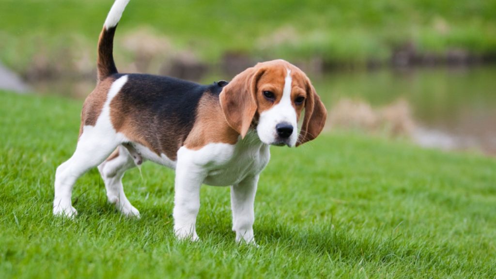 beagle color