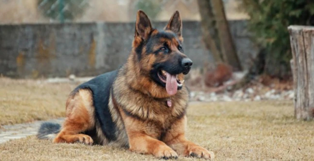 Major in J&K Dies While Saving Dog
