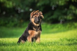 German Shepherd