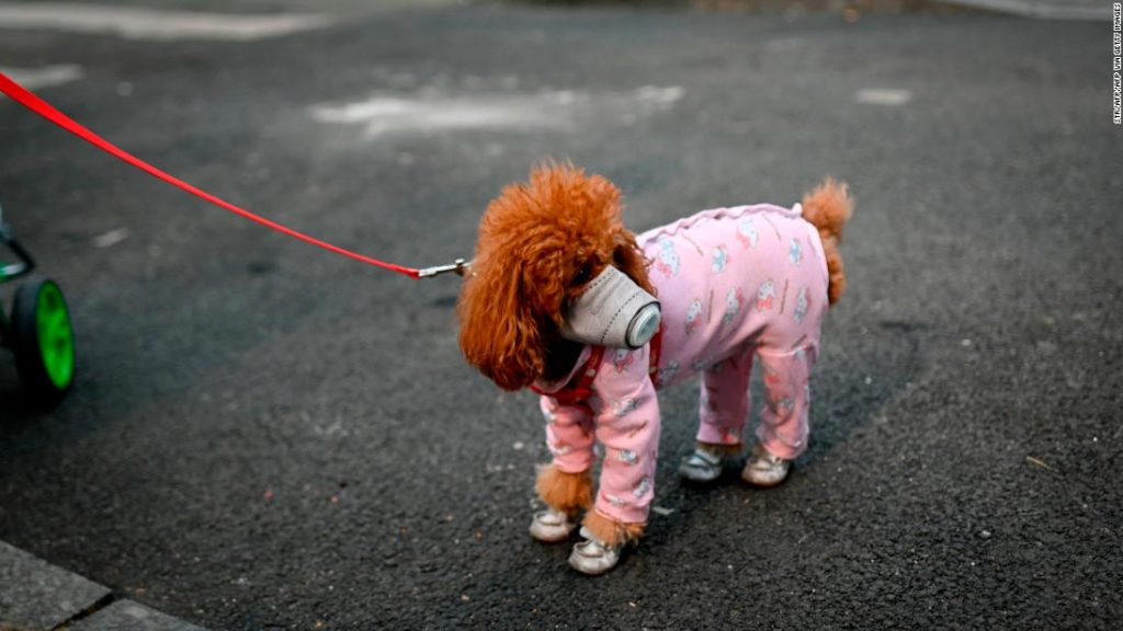 Your Pet Can’t Catch Coronavirus. Here’s Why One Dog Tested Positive