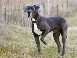 Great Dane