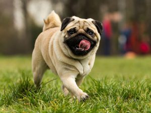 Pug