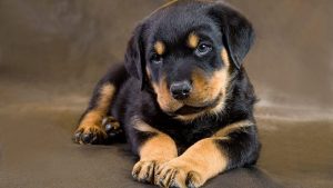 Rottweiler