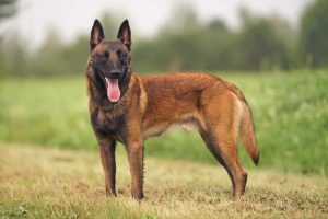 Belgian Shepherd