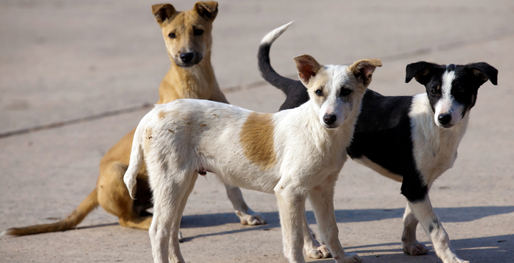 Stray Dogs Turn Heroes: Abandoned Newborn Saved by Street Dogs in Nabadwip