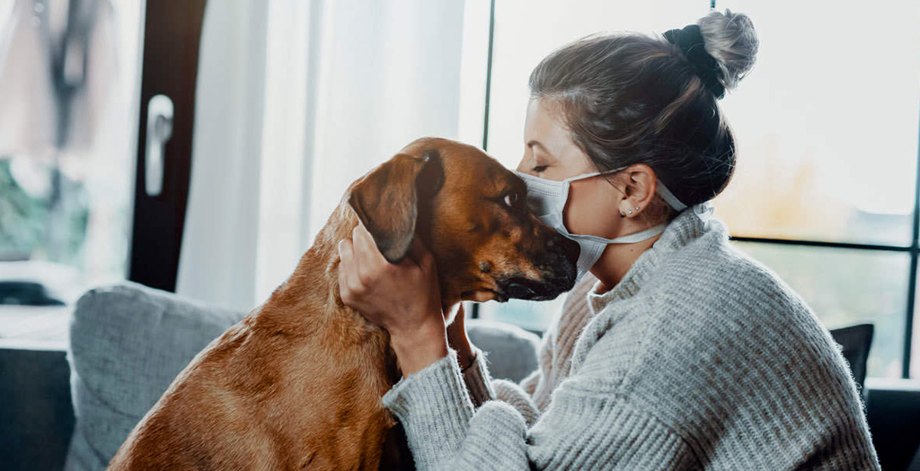 How to take Care of your Dogs amid COVID-19 Lockdown?