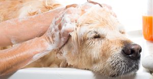 Dog Shampoo