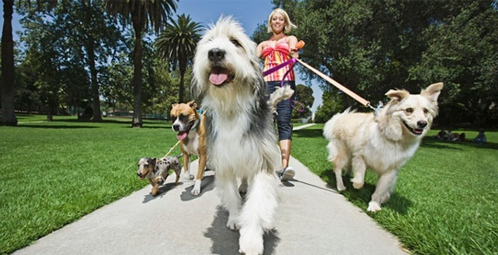 How to Choose a Right Dog Sitter