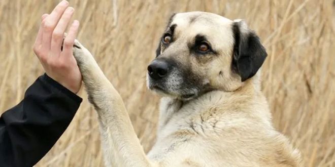 20 Dog Behaviors & What They Mean