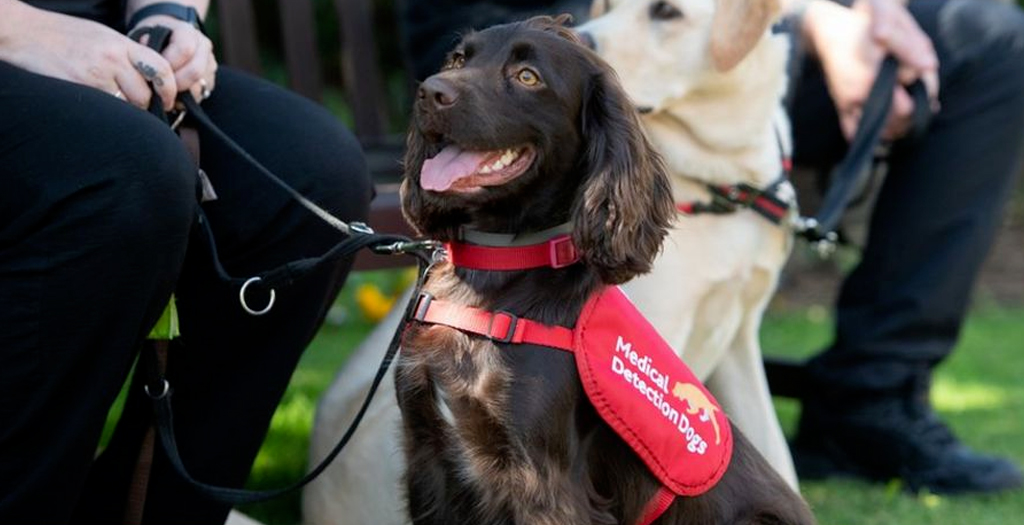 Former Kinross Guide Dog Joins Elite Team Detecting Covid-19