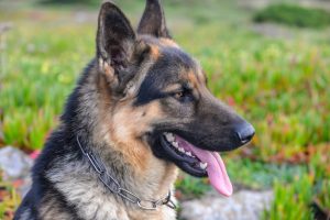 How Many Types of German Shepherd Dogs are there