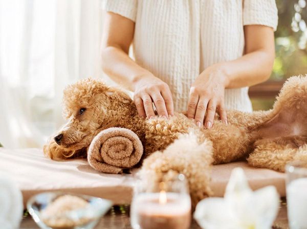 is peppermint oil safe for dogs