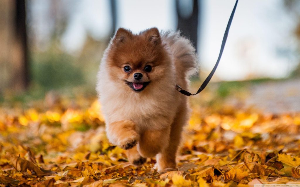 Pomeranian