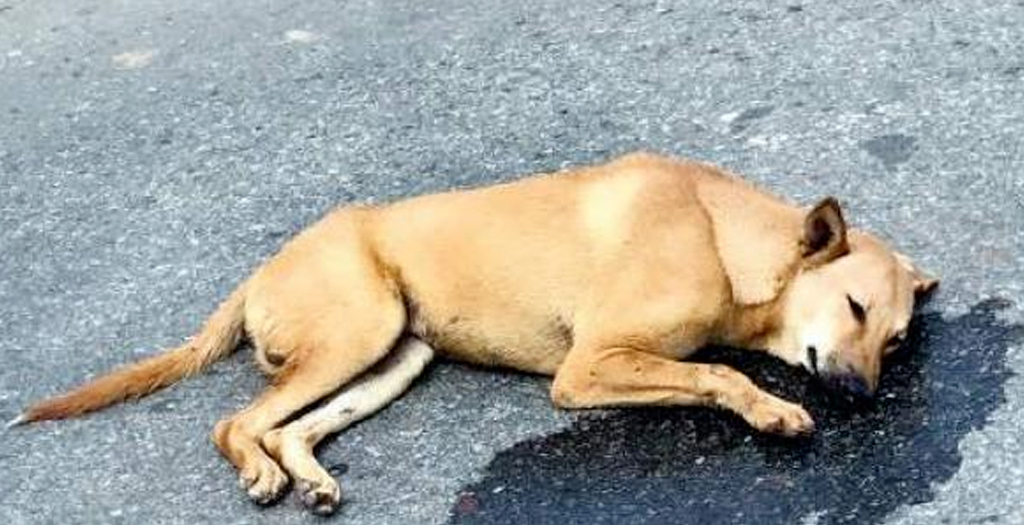 Man Runs his Car over Dog in Mohali, booked