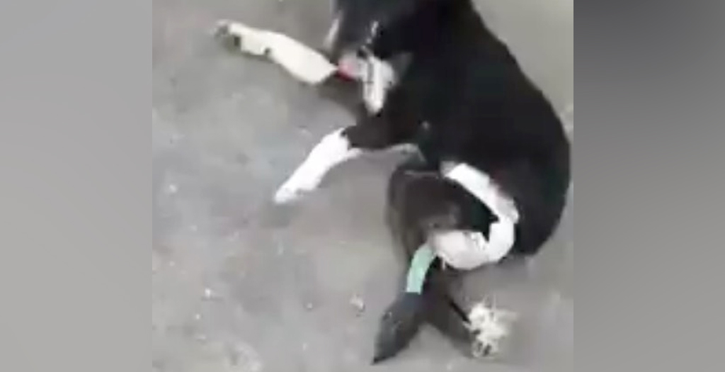 Paralyzed Dog Stranded in Quarantine at JFK Airport Could be Euthanized