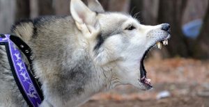 Are Siberian Huskies Aggressive Dogs?