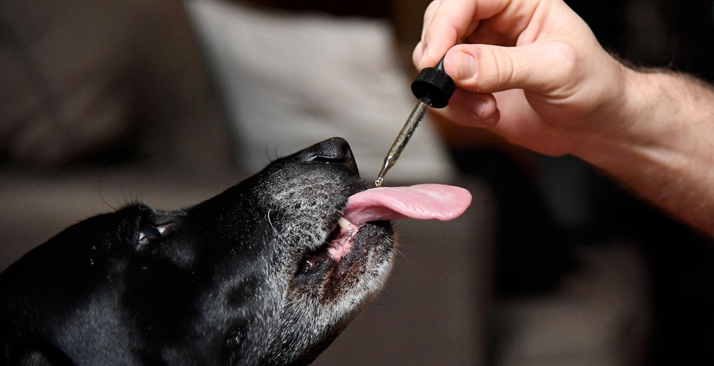 How to give your Dog CBD Oil?