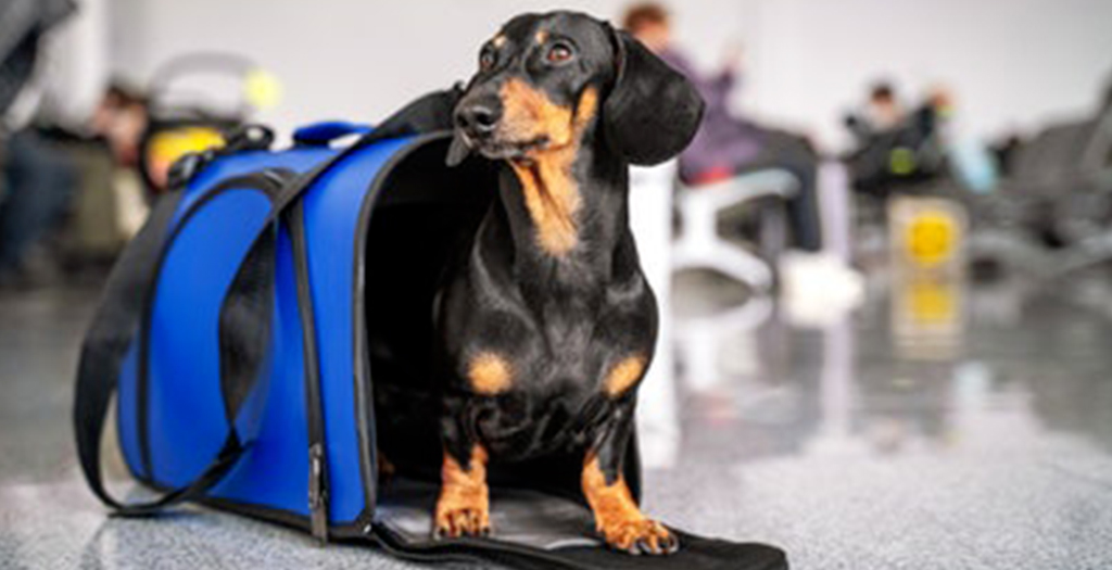Top 11 Must Have Pet Essentials Not To Miss. And, #4 Is Most Important