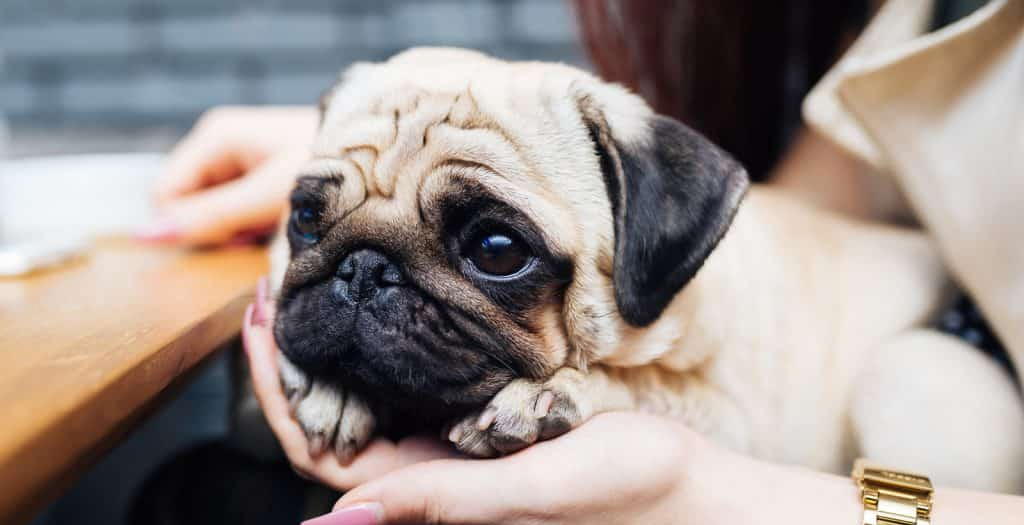 What are the Pros and Cons of Owning a Pug-Dog?