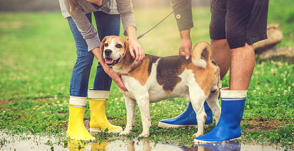 How To Take Care of Pet Dogs During Rainy Season