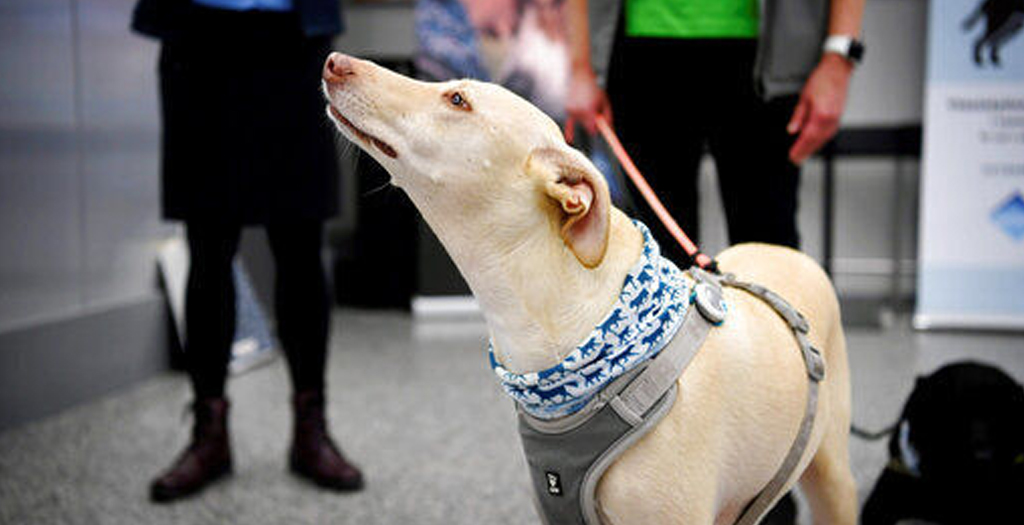 Finland Deploys Coronavirus-sniffing Dogs at Airport to Detect Infection