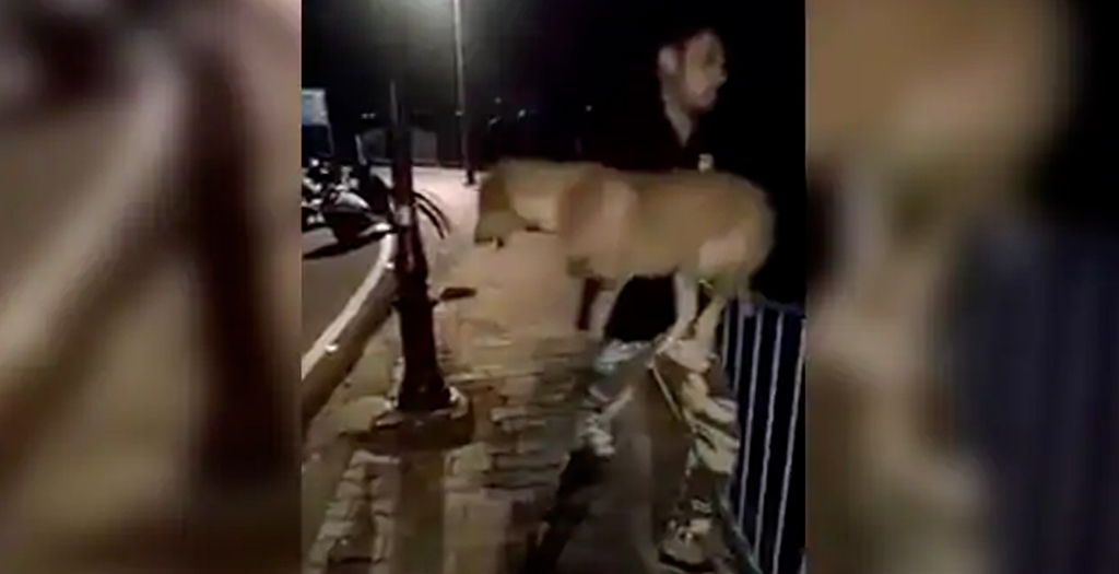 In Bhopal Man Throws Dog into Lake Video goes Viral