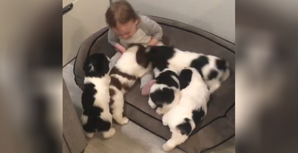 Toddler Bursts into Laughter After getting ‘Attacked’ by Puppies