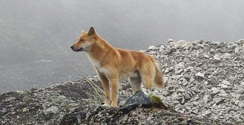 Researchers use Genomics to Discover an Ancient Dog Species that may Teach us about Human Vocalization