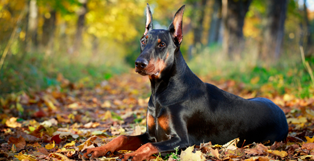 5 facts you should know about Doberman