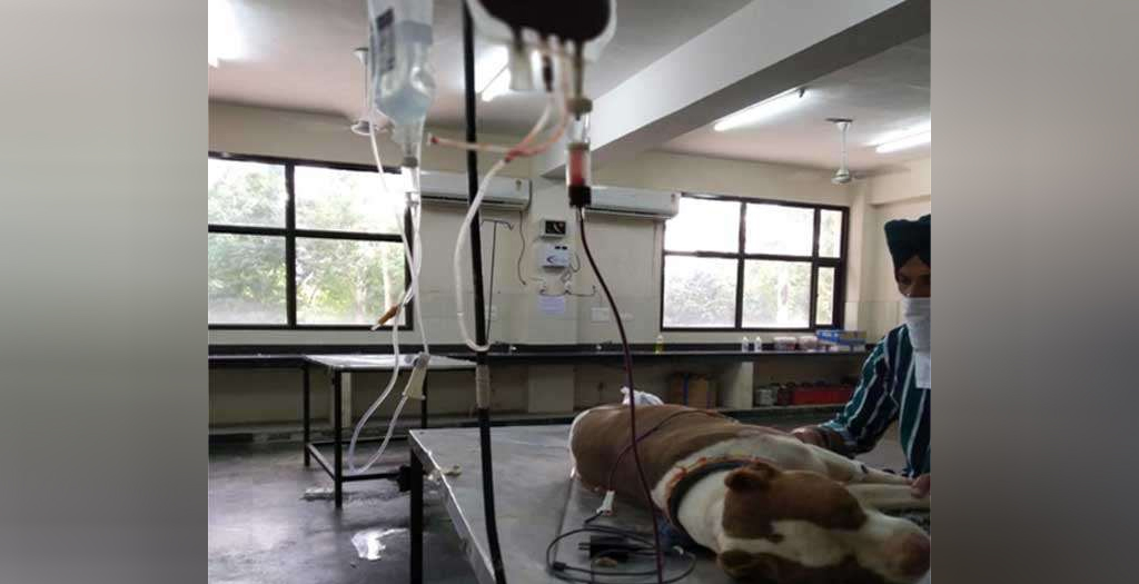 Blood bank for dogs established in Punjab's Ludhiana, first in north India