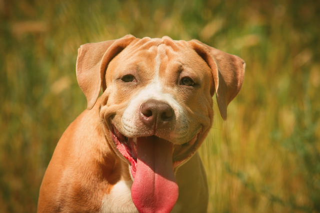Pit Bull Dog Breed Types: Characteristics and Differences