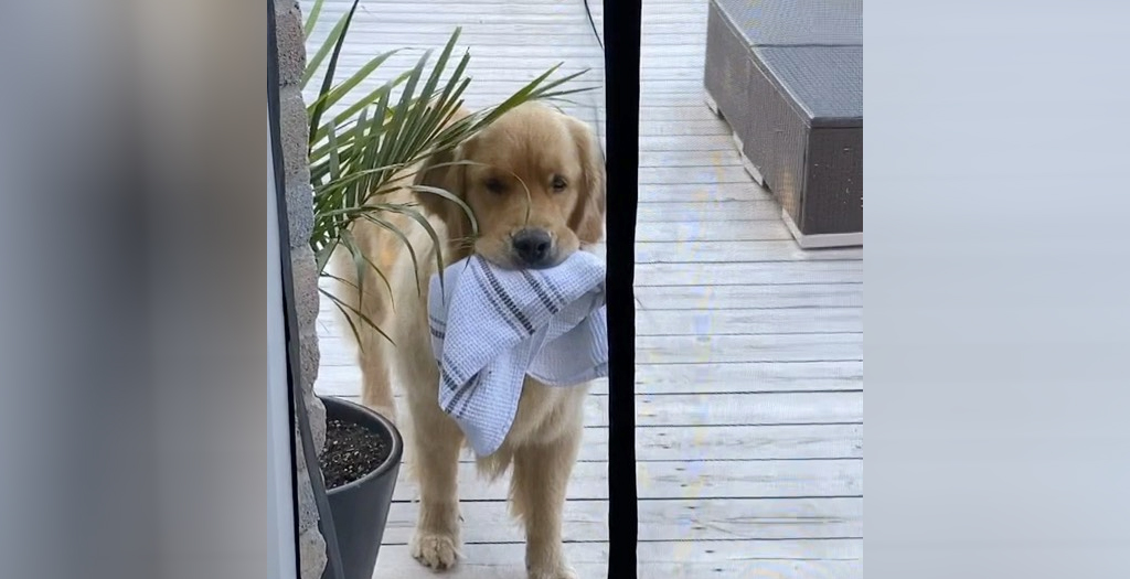 This Golden Retriever keeps Stealing the Dish Towel. It’s both Silly and Adorable