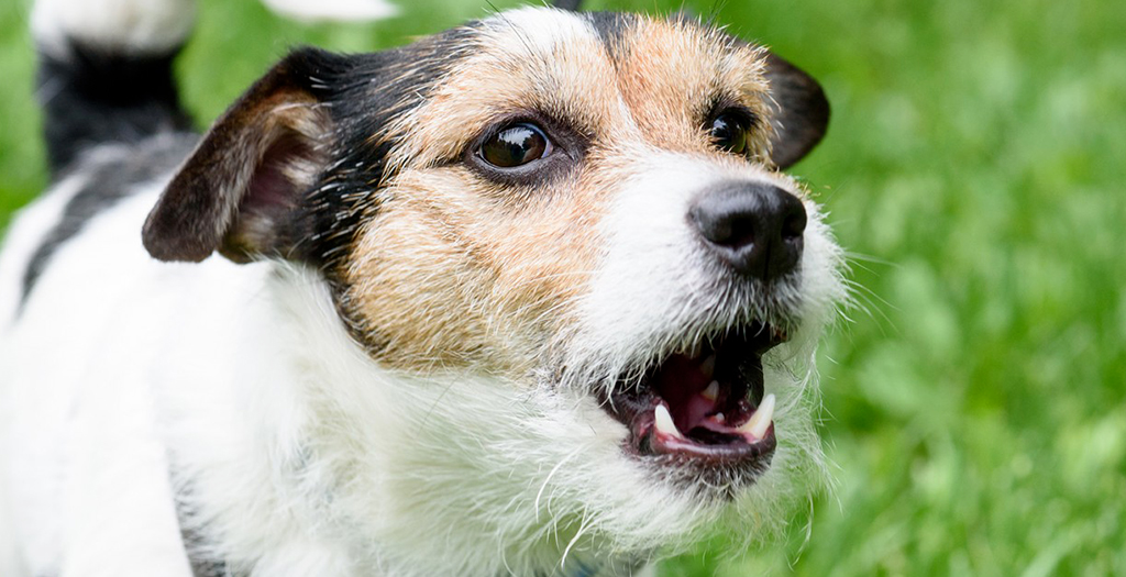 How to get your Dog to Stop Barking?