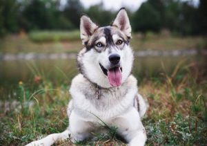 Siberian Husky