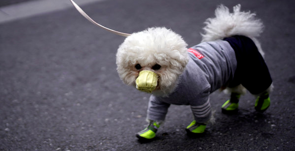 Indians trying to keep their Pets Safe from Covid-19 might actually be Harming them