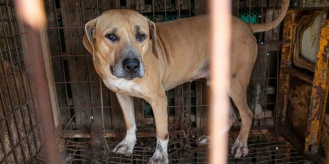 200 Dogs Rescued from South Korea's Dog Meat Trade Arrive in U.S. in Need of New Homes