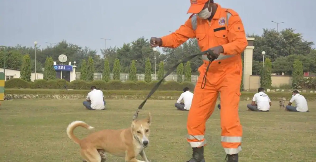 NDRF Trains First lot of Stray Dogs as Search, Rescue Specialists