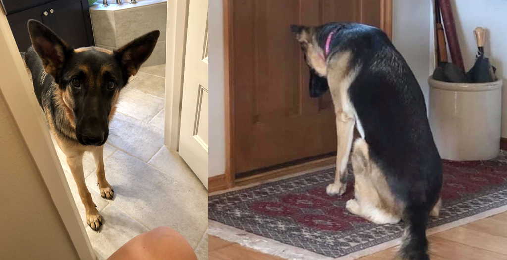 Loyal Dog Patiently waits by the Door for her Dad to Return from Hospital