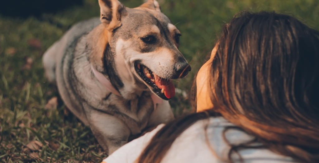 6 Reasons Why Dogs Are Considered Man's Best Friend