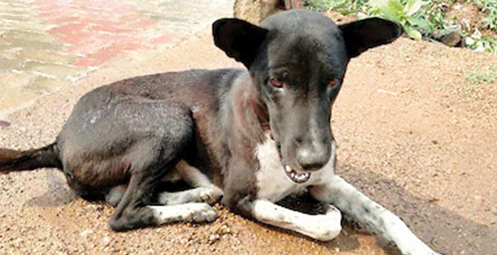 In kadaba more Dogs getting Afflicted by Brain Fever