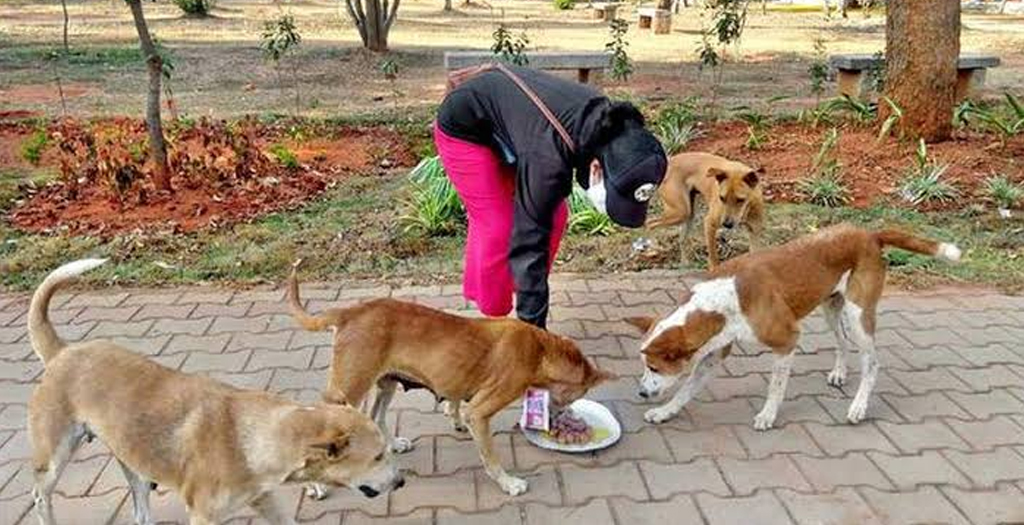 PFA Cracks down on Illegal Dog Breeding in Mysuru