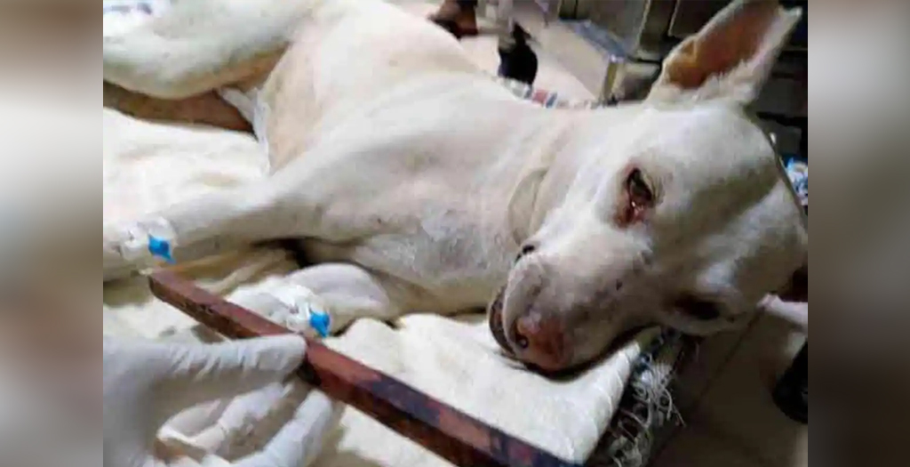 Female Dog Raped Inside Shopping Complex in Mumbai