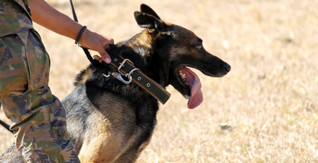 The Fascinating Life of a Police Dog