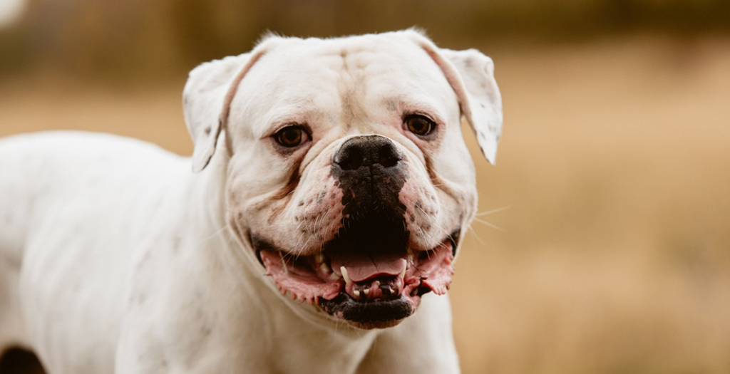 Neighbours Booked for Assaulting Greater Noida Resident’s Pet Dog