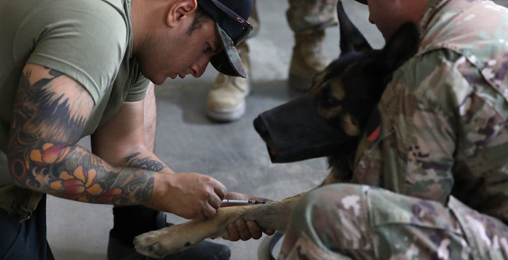 US Military Dogs in Iraq now have their own Mobile Blood Bank