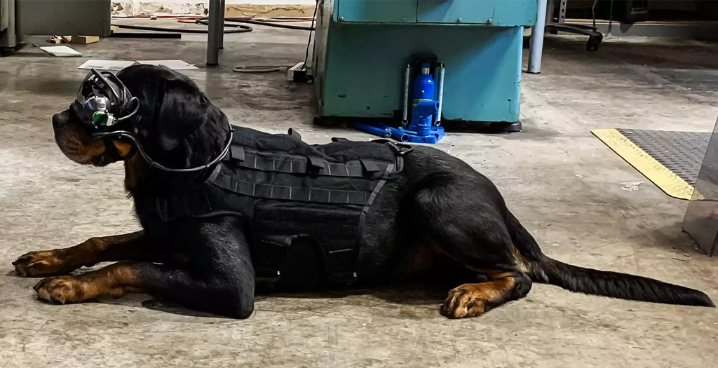 US Military Dogs to Get AR Goggles for Better Communication